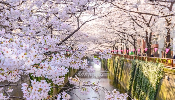 Planning a Spring Getaway? Where Can You Find the Best Cherry Blossom Views in the US?