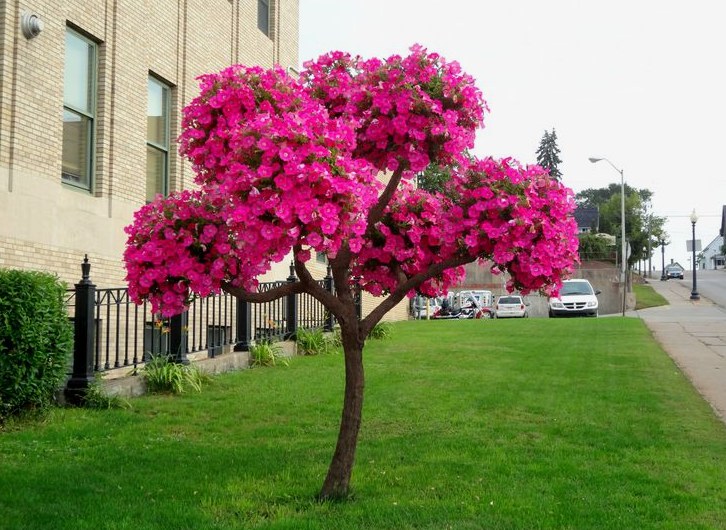 Picking Trees for Your Front Garden: No Green Thumb Required, Just a Little Fun!